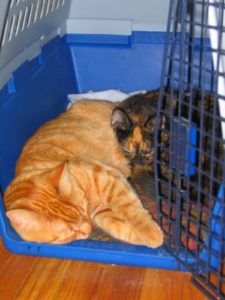 cats in crate